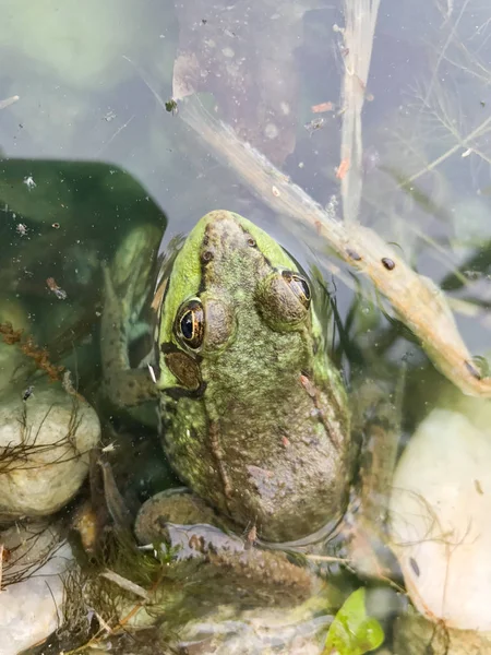 Bullfrog em uma lagoa — Fotografia de Stock