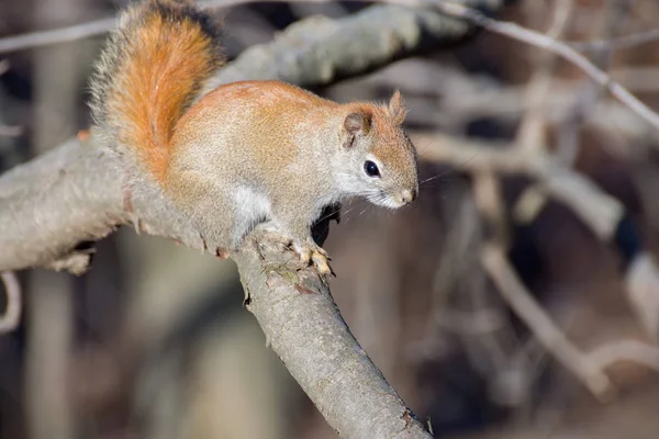 Amerikanisches Rothörnchen — Stockfoto