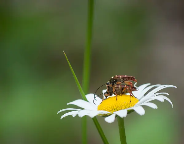 Böcekler üzerinde çiçek çiftleşme — Stok fotoğraf