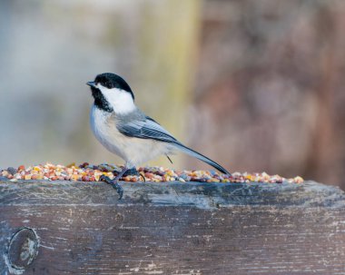 Siyah şapkalı bülbül