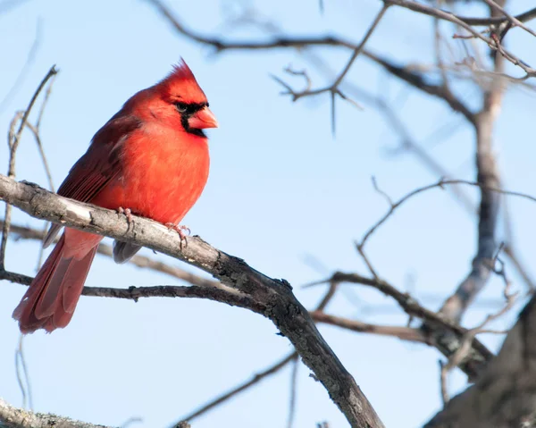 Самець кардинал сиділа — стокове фото