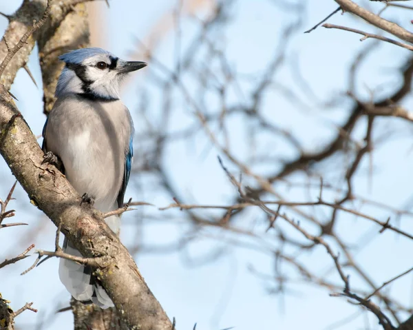 Eichelhäher gehockt — Stockfoto