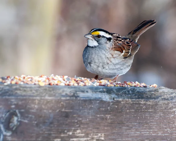 Pardal com semente de pássaro — Fotografia de Stock