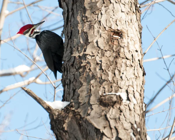 Дятел Pileated на дереві — стокове фото