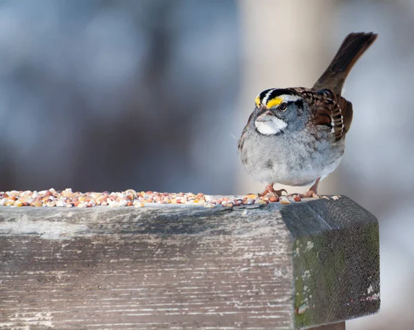 Sparrow s ptačí zob — Stock fotografie