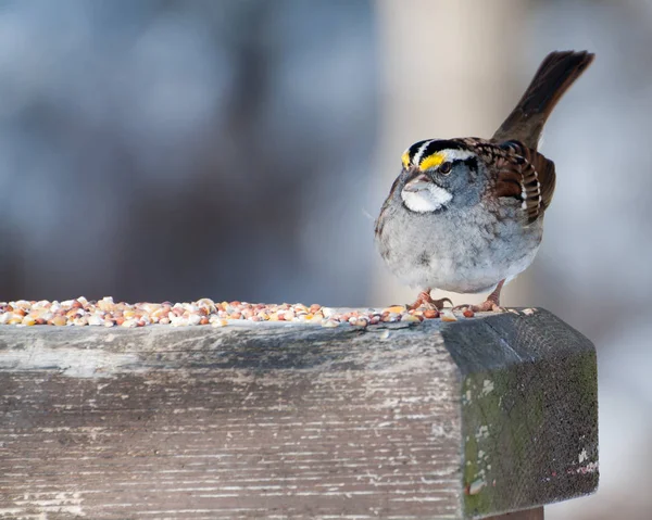 Bruant avec graines d'oiseaux — Photo