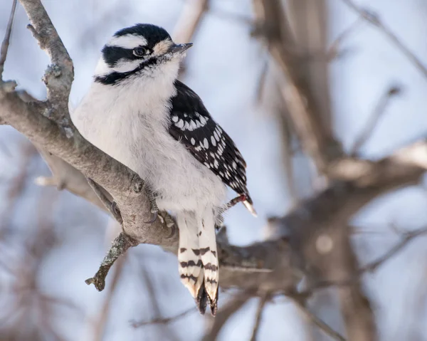 Downy Woodpecker Perched — Stock Photo, Image