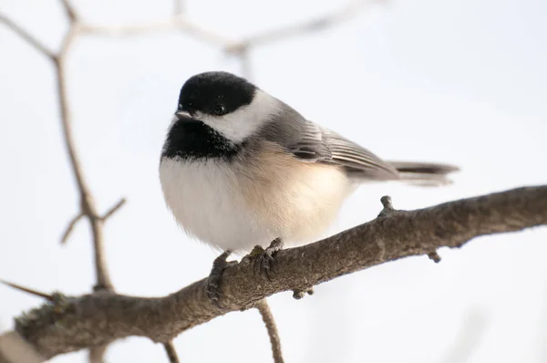 Svart-capped chickadee — Stockfoto