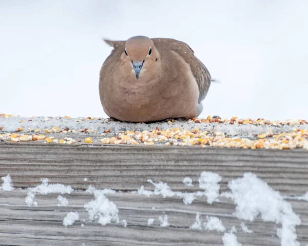 Mouning Dove Perched — Stock Photo, Image