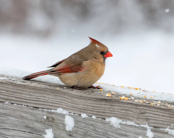 Kvinnliga kardinal uppflugen — Stockfoto