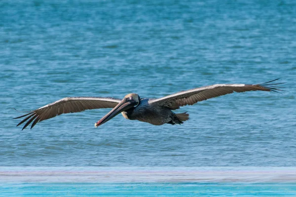 Brown Pelican in flight — Stock Photo, Image