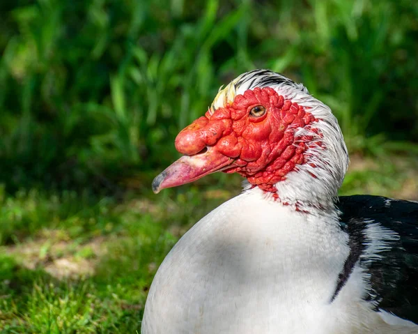 Close Uma Cabeça Pato Muscovy Luz Solar Brilhante — Fotografia de Stock