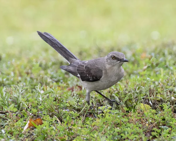 Ein Spöttischer Vogel Hockte Auf Dem Rasen Und Blickte Voraus — Stockfoto