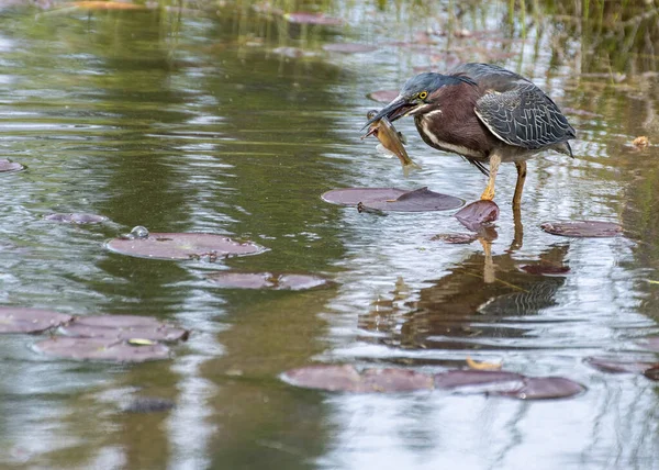 Little Green Heron Hunting Prey Swamp — Stock Photo, Image