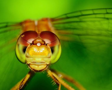 Meadowhawk Yusufçuğu kafasının makro resmini yakın çekim.