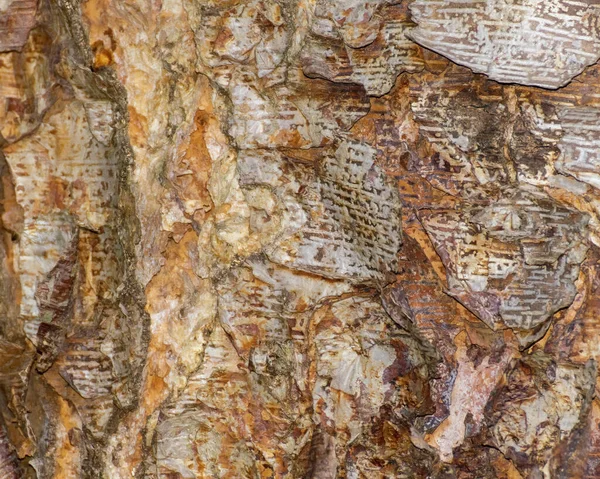 Fondo Tronco Árbol Madera Para Uso Arte Fondo — Foto de Stock