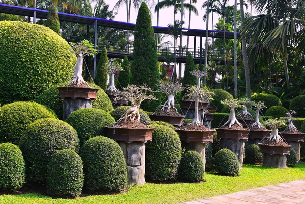 Nong nooch tropischer botanischer Garten, Stadt Pattaya, Thailand — Stockfoto