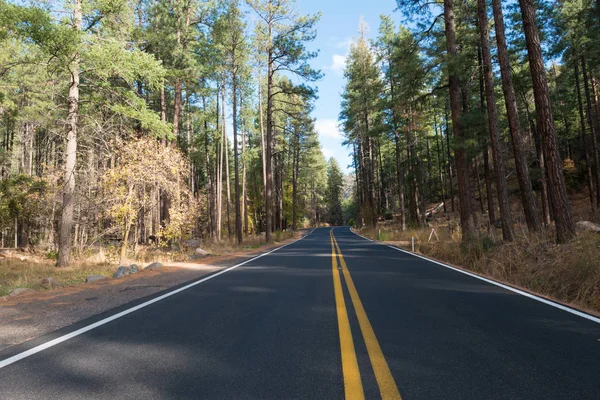 Evergreen forest highway — Stock Photo, Image