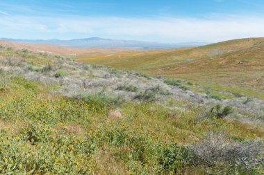 Çiçek açmış gelincikler