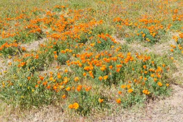 Papaveri in fiore — Foto Stock