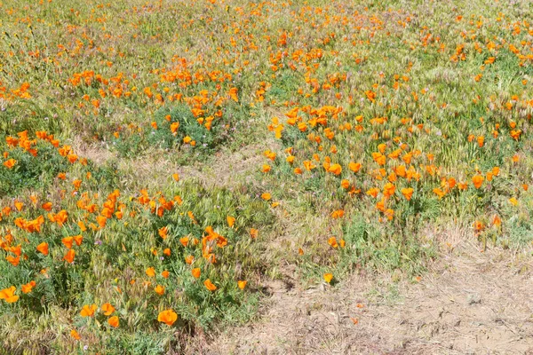 Papaveri in fiore — Foto Stock