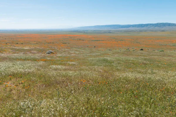 Poppies in bloom — Stock Photo, Image