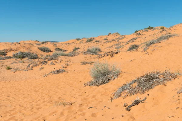 Coral Pink Sand Dunes