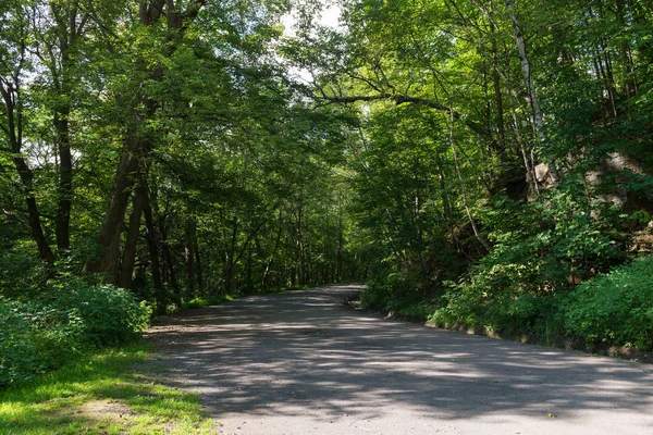 Baumgesäumte Straße — Stockfoto