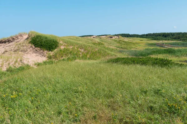 Grass-covered sand dunes — Stock Photo, Image
