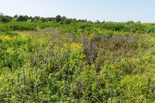 Grass-covered sand dunes — Stock Photo, Image