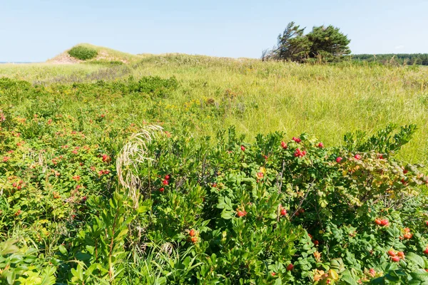 Grass-covered sand dunes — Stock Photo, Image