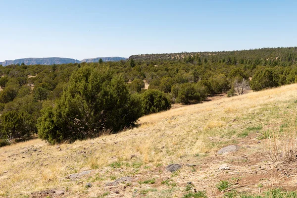 Bosque y montañas —  Fotos de Stock