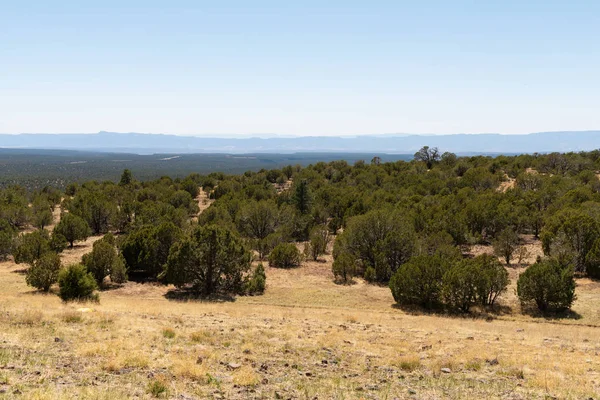 Foresta e montagna — Foto Stock