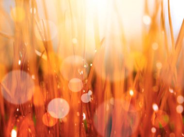 Soyut doğa arka plan. Damla su ile sonbahar kırmızı çimen.