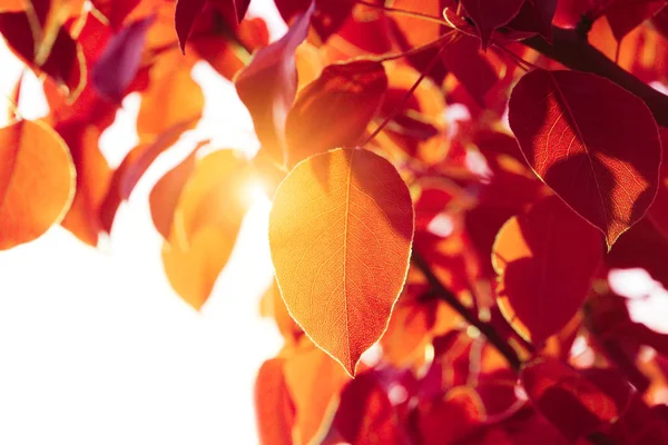 Lumière du soleil sur feuille d'automne — Photo