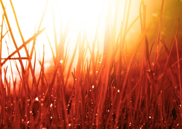 抽象的自然背景。秋天红色草用水下降. — 图库照片
