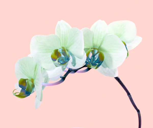 Fleur d'orchidée sur rose — Photo