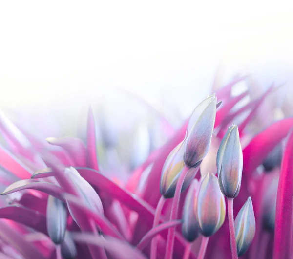Цветочные почки в пурпурной траве — стоковое фото