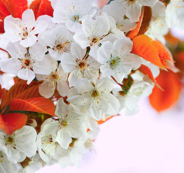 Ramita de cerezo en flor — Foto de Stock