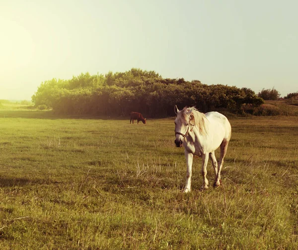 Caballo blanco en el prado . —  Fotos de Stock