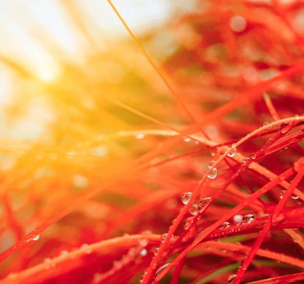 Herfst rood gras met water druppels. — Stockfoto