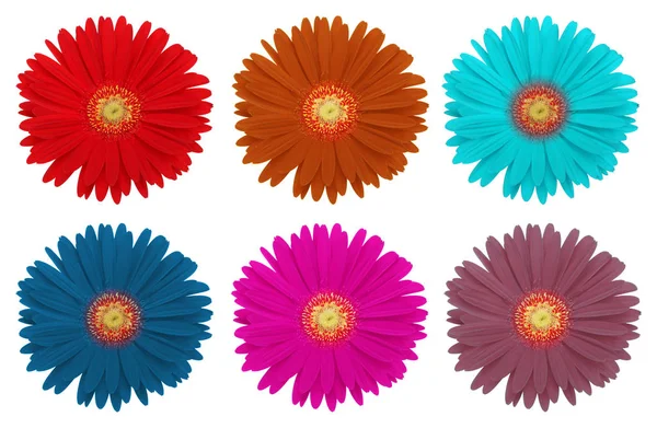 Renkli gerbera çiçek — Stok fotoğraf