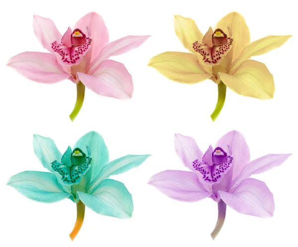 Kolor Orchidea na białym tle — Zdjęcie stockowe