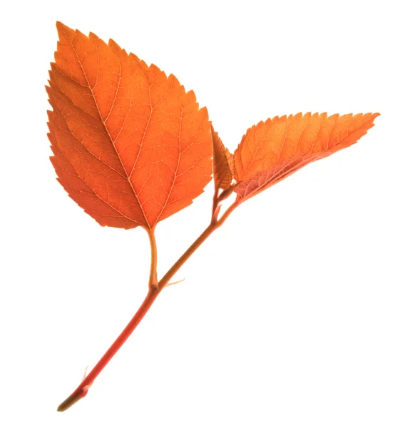 Κόκκινο φθινόπωρο φύλλα απομονωθεί — Φωτογραφία Αρχείου