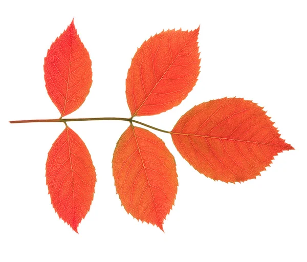 Daun musim gugur merah terisolasi — Stok Foto