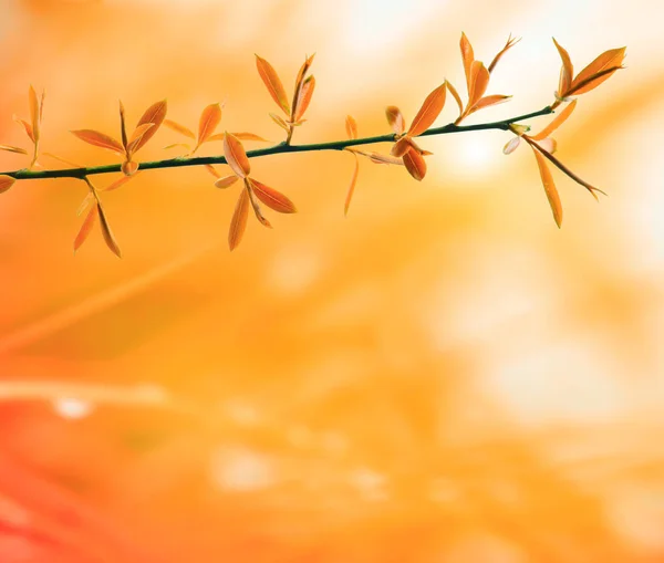 Red autumn branch with leaf on blurred background — Stock Photo, Image