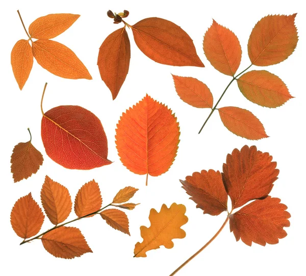 izole sonbahar yaprak kümesi