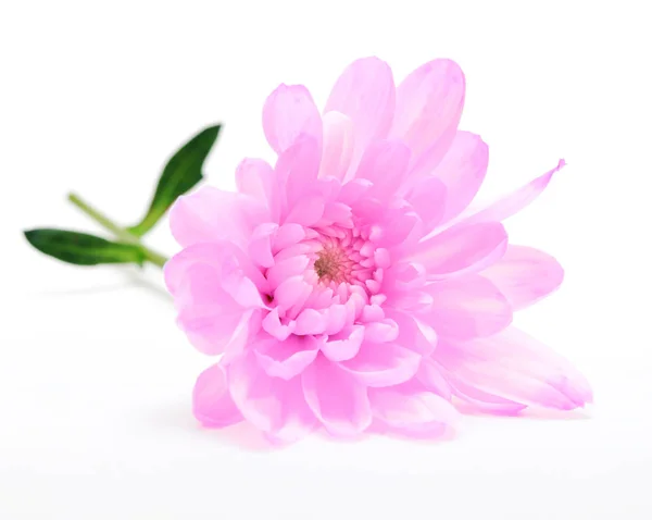 Roze chrysant bloem op wit — Stockfoto