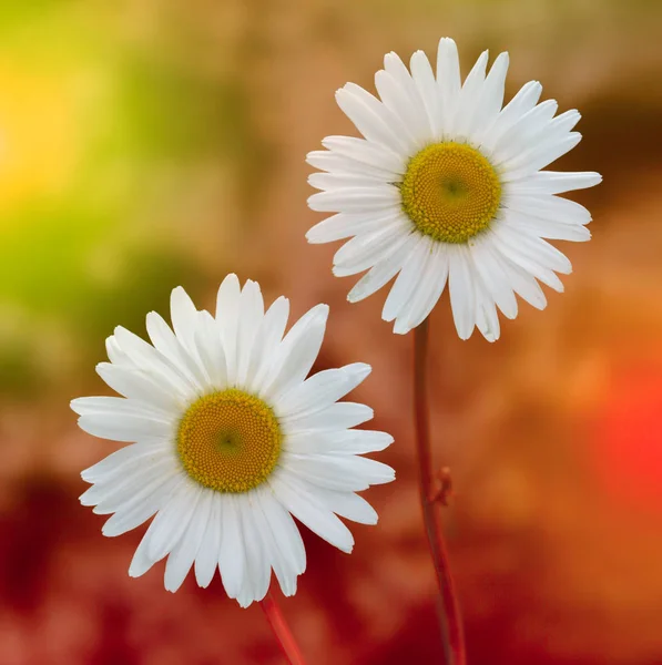 Weiße Kamille in der Natur — Stockfoto