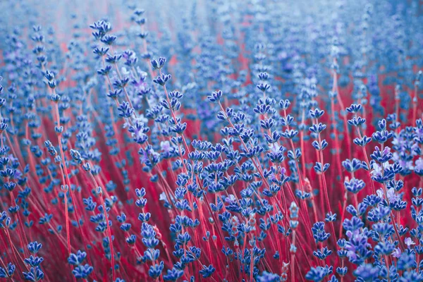 Levendula virág mező — Stock Fotó